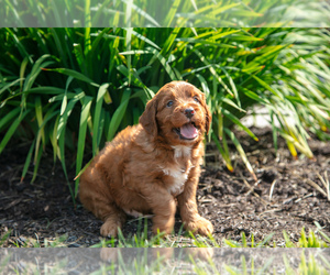 Goldendoodle (Miniature) Puppy for sale in DUNDEE, OH, USA