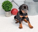 Small #4 Doberman Pinscher
