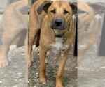 Small Black Mouth Cur Mix