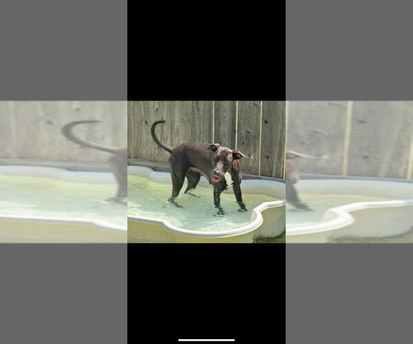 Medium Photo #2 Mutt Puppy For Sale in Great Bend, KS, USA