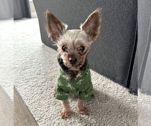 Mutt Dogs for adoption in St. Louis Park, MN, USA