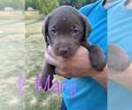 Small Photo #16 Labrador Retriever Puppy For Sale in BRIDGEWATER, VA, USA