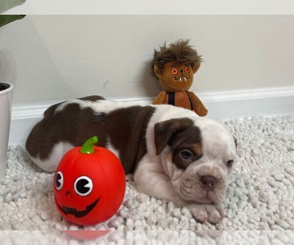 Medium Photo #6 English Bulldog Puppy For Sale in JOHNS ISLAND, SC, USA