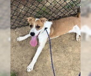 American Pit Bull Terrier-Unknown Mix Dogs for adoption in Evansville, IN, USA