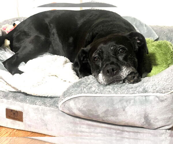 Medium Photo #17 Boxer-Unknown Mix Puppy For Sale in Mount Laurel, NJ, USA