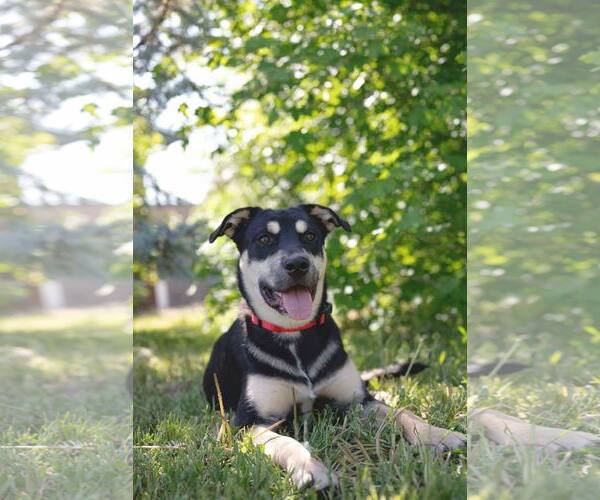 Medium Photo #7 American Pit Bull Terrier-Unknown Mix Puppy For Sale in Sandy, UT, USA