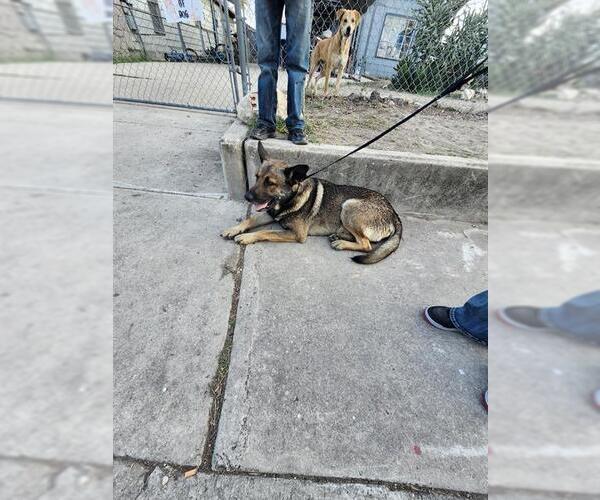 Medium Photo #1 German Shepherd Dog-Unknown Mix Puppy For Sale in San Antonio, TX, USA