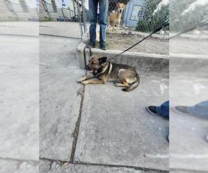 German Shepherd Dog-Unknown Mix Dogs for adoption in San Antonio, TX, USA