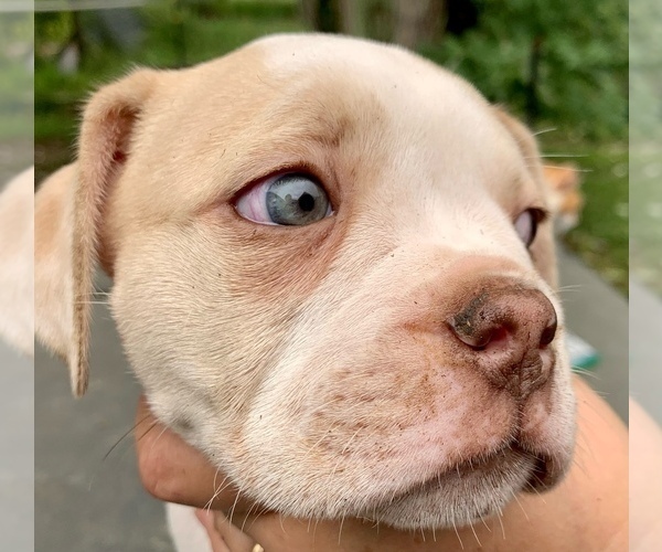 Medium Photo #4 Alapaha Blue Blood Bulldog Puppy For Sale in RUFFS DALE, PA, USA