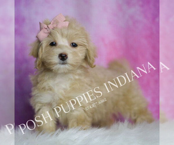 Medium Photo #109 Maltipoo (Toy) Puppy For Sale in WARSAW, IN, USA
