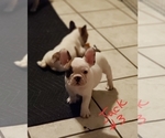 Small Photo #15 French Bulldog Puppy For Sale in CAPE CORAL, FL, USA