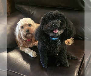 Father of the Cavapoo puppies born on 09/25/2025