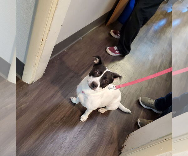 Medium Photo #3 Mutt Puppy For Sale in New Castle, DE, USA