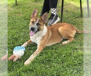 Medium German Shepherd Dog