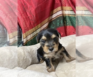 Biewer Terrier Puppy for sale in FENTON, MI, USA