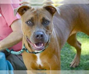 Bullmasador Dogs for adoption in Tallahassee, FL, USA