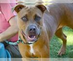 MARCIA - Female Bullmasador Dog for Adoption - Small photo