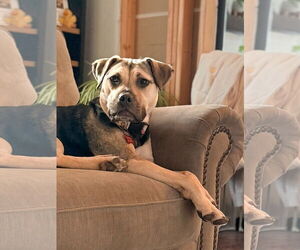 Mutt Dogs for adoption in Chester, NJ, USA