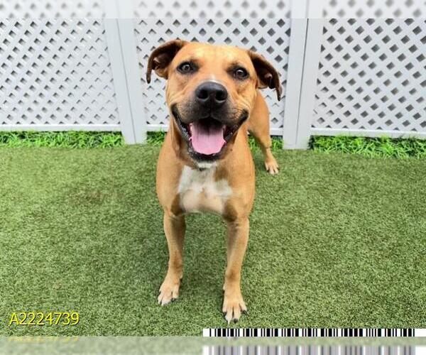 Medium Photo #1 Black Mouth Cur Puppy For Sale in West Palm Beach, FL, USA
