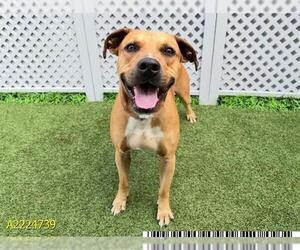 Black Mouth Cur Dogs for adoption in West Palm Beach, FL, USA