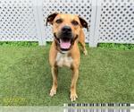Small Black Mouth Cur
