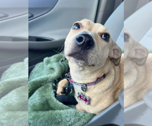 Medium Photo #18 Dachshund-Unknown Mix Puppy For Sale in Mount Laurel, NJ, USA