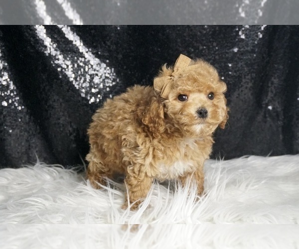 Medium Photo #6 Maltipoo Puppy For Sale in WARSAW, IN, USA