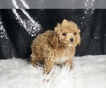 Small Photo #6 Maltipoo Puppy For Sale in WARSAW, IN, USA