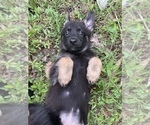 Puppy Pink German Shepherd Dog