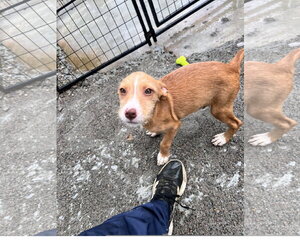 Mutt Dogs for adoption in Tracy City, TN, USA