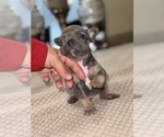 Small Photo #7 French Bulldog Puppy For Sale in HILTON, NY, USA