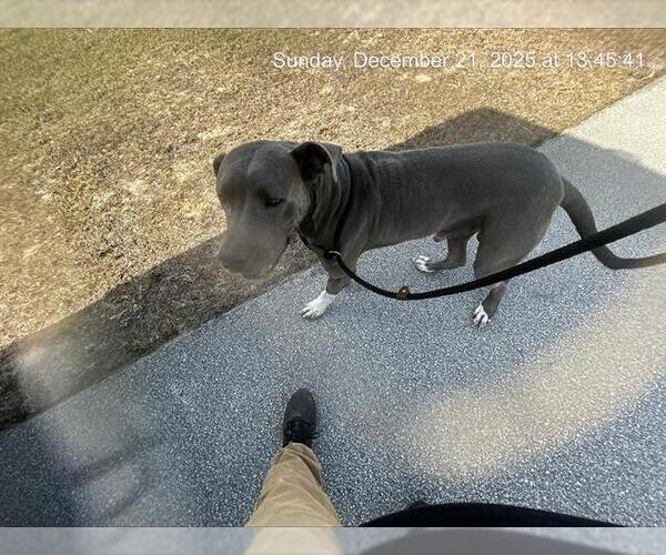 Medium Photo #1 Great Dane-Unknown Mix Puppy For Sale in Ocala, FL, USA