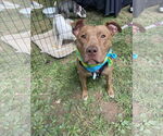 Small #33 American Pit Bull Terrier Mix