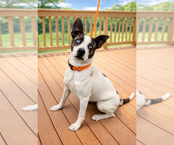 Medium Photo #4 Mutt Puppy For Sale in Euless, TX, USA