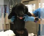 Small Labrador Retriever Mix