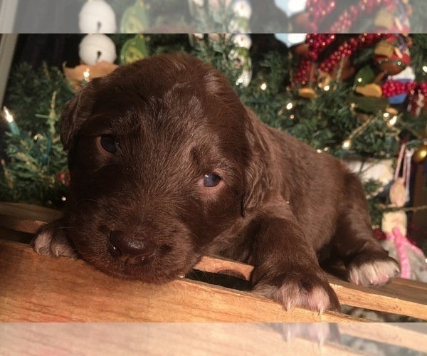 Medium Photo #9 F2 Aussiedoodle Puppy For Sale in ARBA, IN, USA