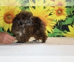 Spirit - Male Poodle (Toy) Puppy for Sale - Photo #18