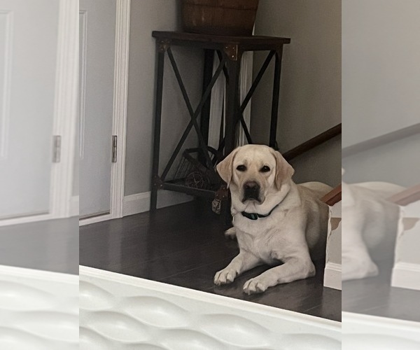 Medium Photo #5 Labrador Retriever Puppy For Sale in BLANCHESTER, OH, USA