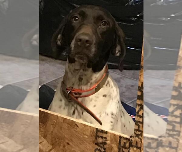 Medium Photo #1 German Shorthaired Pointer Puppy For Sale in LAWRENCEVILLE, VA, USA