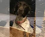 Small Photo #1 German Shorthaired Pointer Puppy For Sale in LAWRENCEVILLE, VA, USA