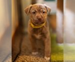 Small Photo #2 German Shepherd Dog-Huskies  Mix Puppy For Sale in Princeton, MN, USA