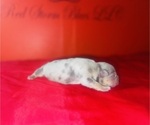 Small #2 American Bully