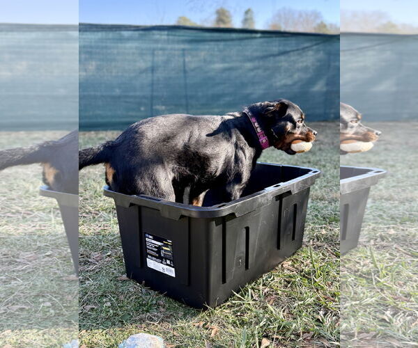 Medium Photo #6 Rottweiler Puppy For Sale in Mooresville, NC, USA