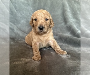 Poodle (Standard) Puppy for sale in MONROEVILLE, PA, USA