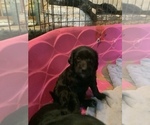 Small Photo #4 Labradoodle-Poodle (Standard) Mix Puppy For Sale in VIENNA, IL, USA