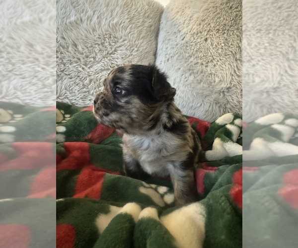 Medium Photo #2 French Bulldog Puppy For Sale in BONNEAU, SC, USA