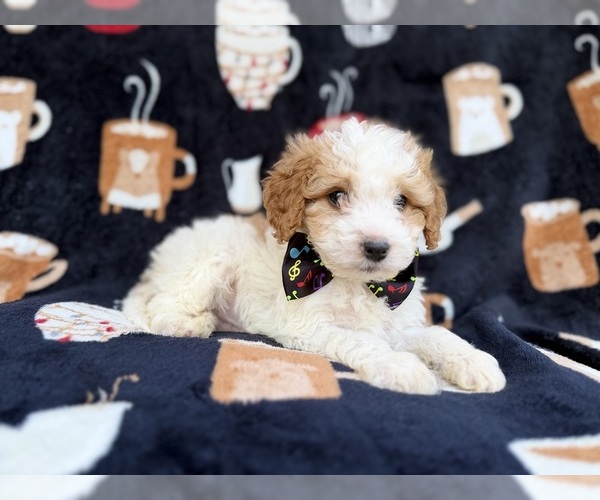 Medium Photo #8 Cavapoo (Miniature) Puppy For Sale in LAKELAND, FL, USA