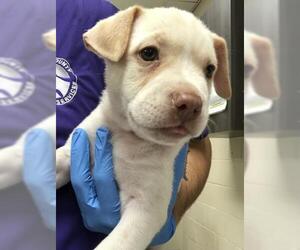 Labrador Retriever-Unknown Mix Dogs for adoption in Conroe, TX, USA