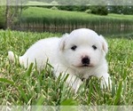 Small Photo #1 Miniature American Eskimo Puppy For Sale in DOWNING, MO, USA