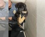 Small German Shepherd Dog